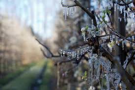 Pronóstico de frío y heladas en el Alto Valle: Solicitan precaución