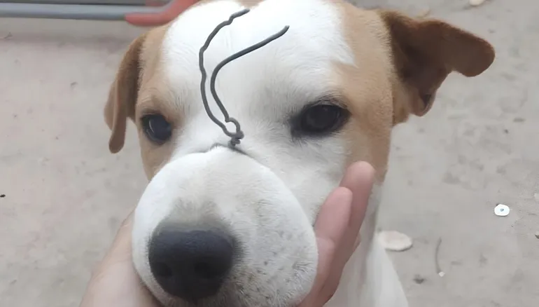 Crueldad total: un perrito llegó a su casa con el hocico atado con un alambre