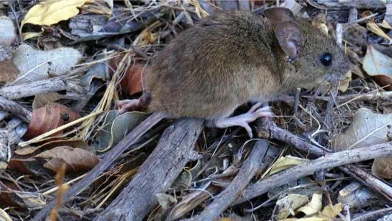 Muertes por hantavirus: la investigación de expertos de la UNRN