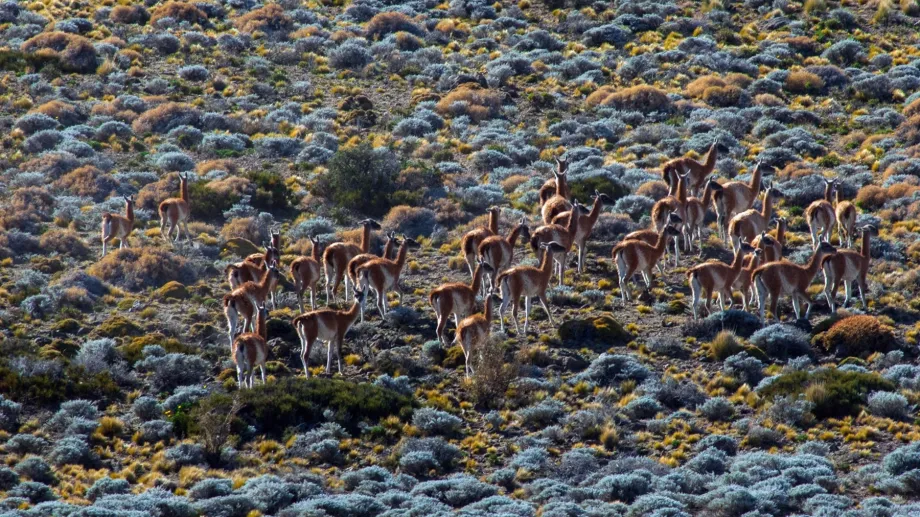 Río Negro aprobó una nueva ley para la protección de la fauna silvestre
