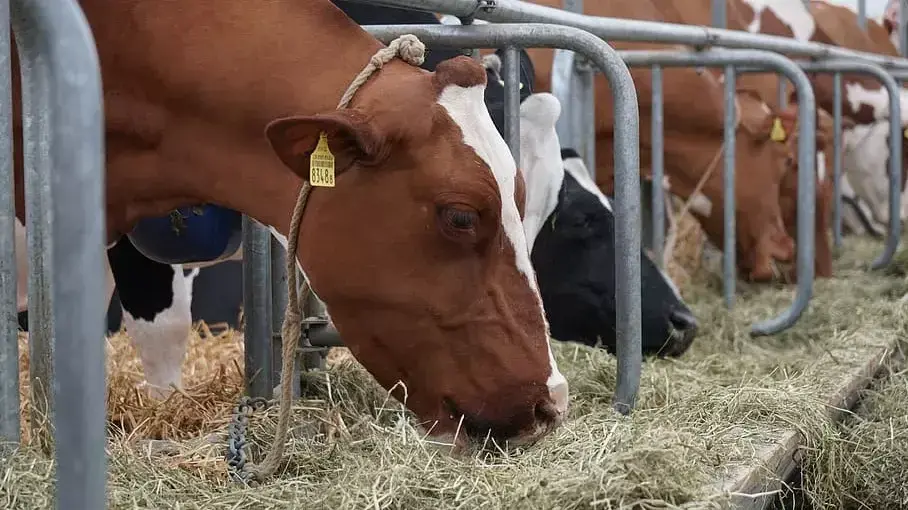 Río Negro impulsa la producción bovina con financiamientos especiales