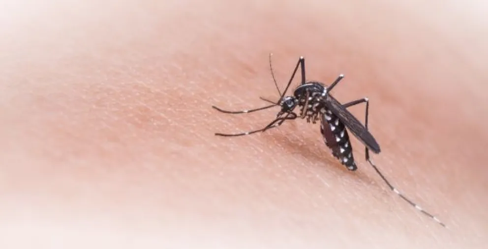 Con la primavera comenzaron los operativos para combatir el dengue