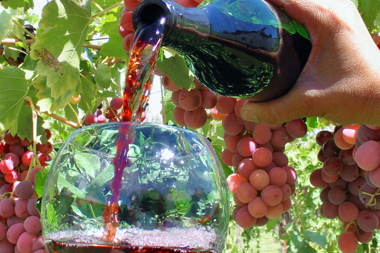 Río Negro: celebra la semana del Malbec