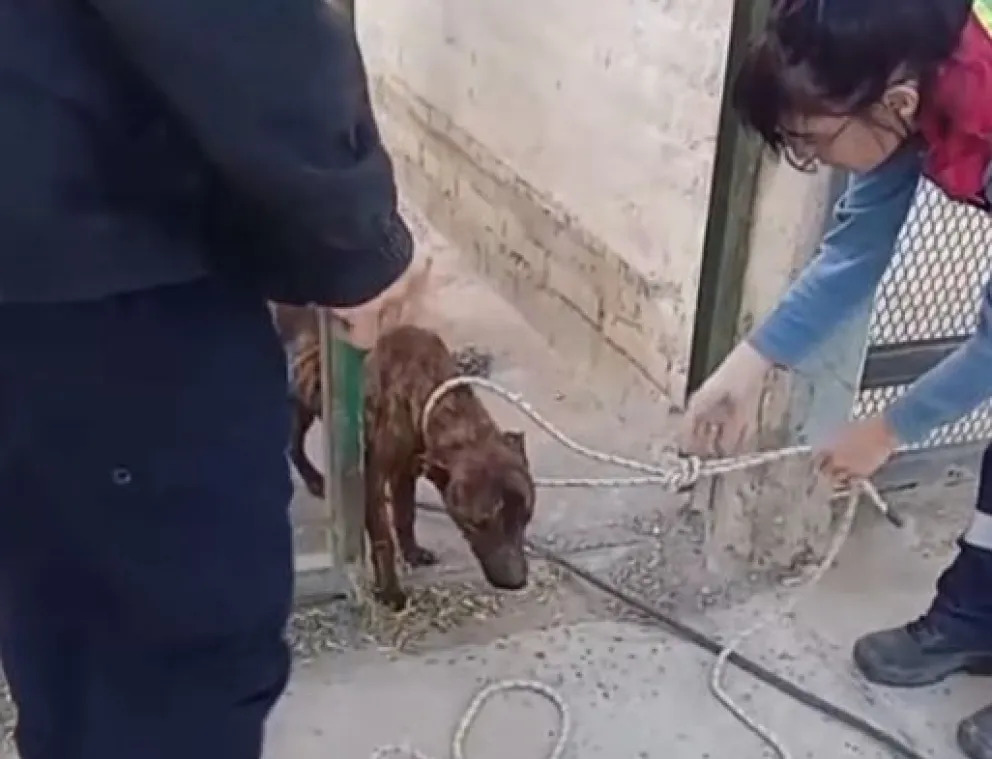 Allanaron una vivienda en Cipolletti por una denuncia de maltrato animal