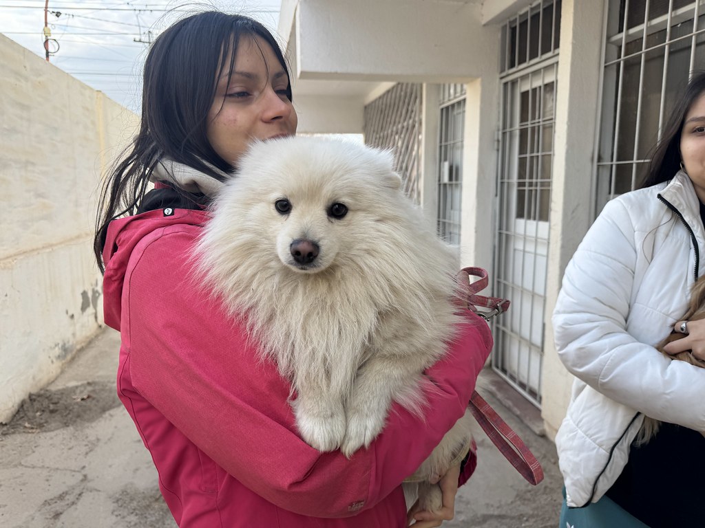 Jornada de Atención Gratuita de Perros y Gatos en Michi Michi