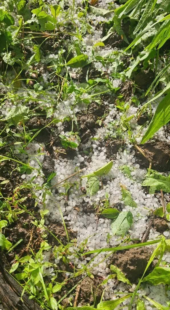 Repudian a Villaverde por Celebrar el Granizo que Golpeó a los Fruticultores