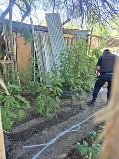 Impactante despliegue en Isla Jordán: hallan animales en riesgo y una plantación de marihuana