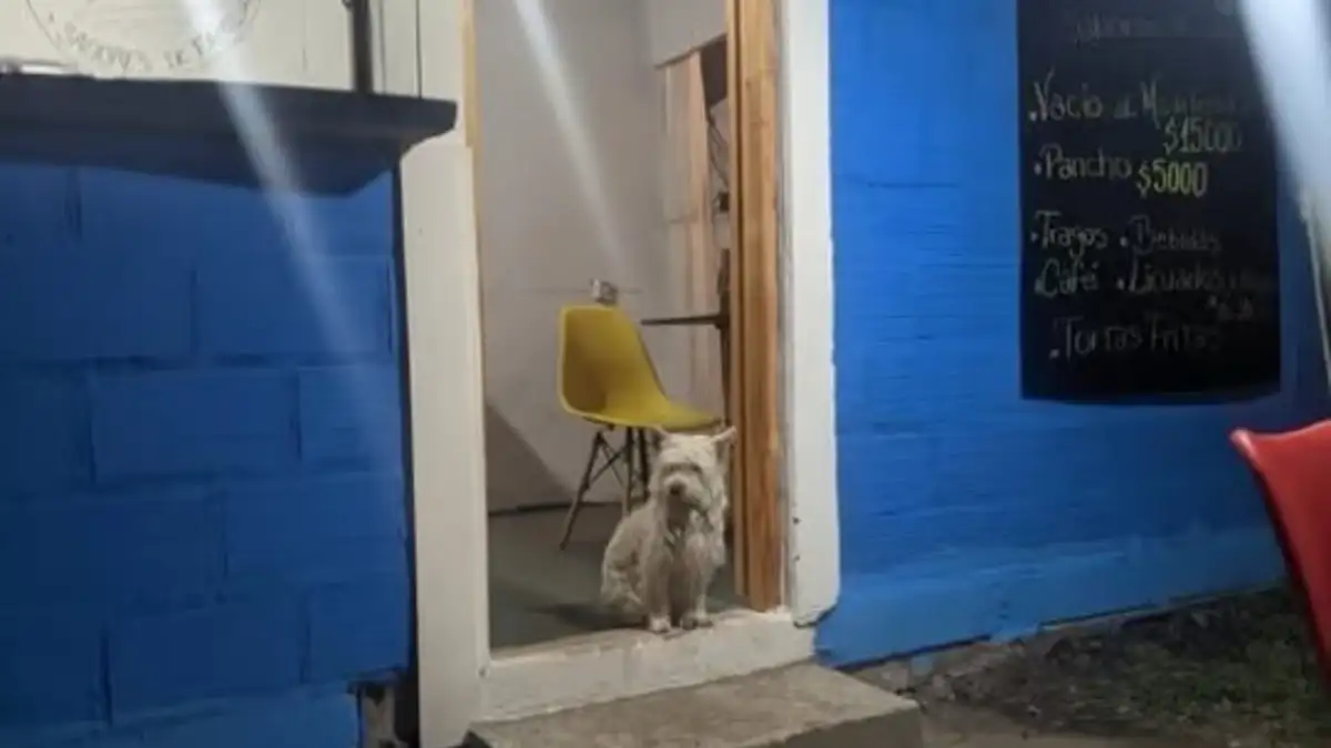 Un acto de amor: la perra que nunca abandonó a su dueño que murió tras escapar del fuego en Ruta 40