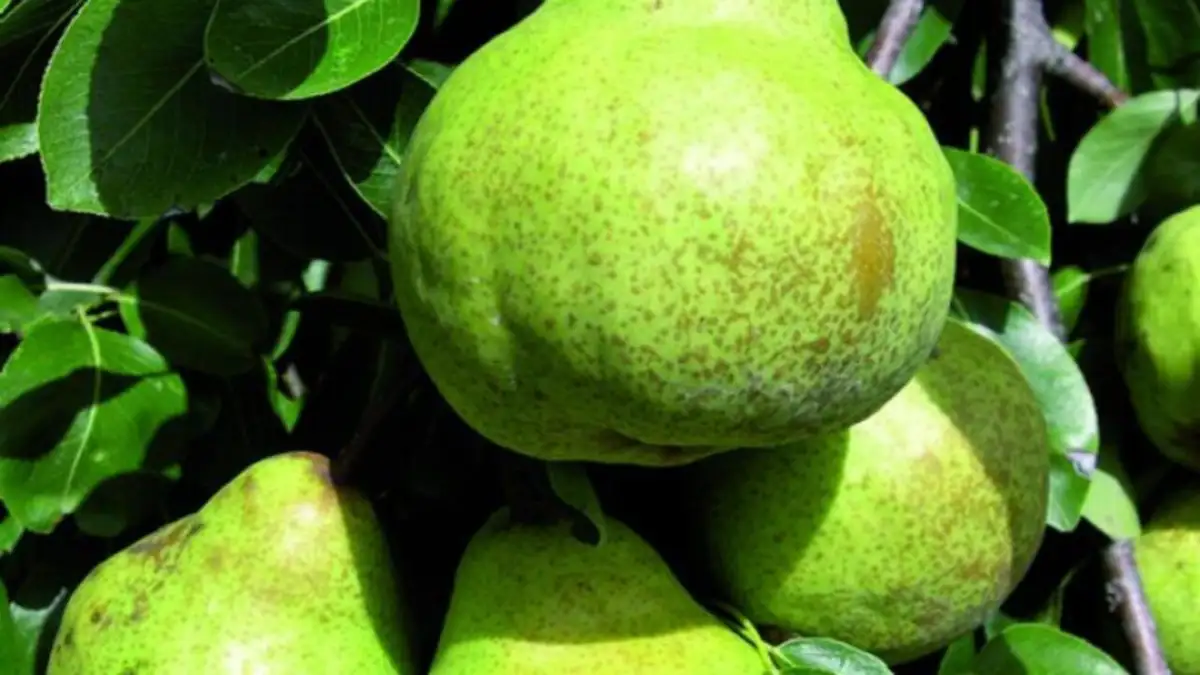 “Para qué producir”: la cosecha de pera Williams arrancó con precios a pérdida