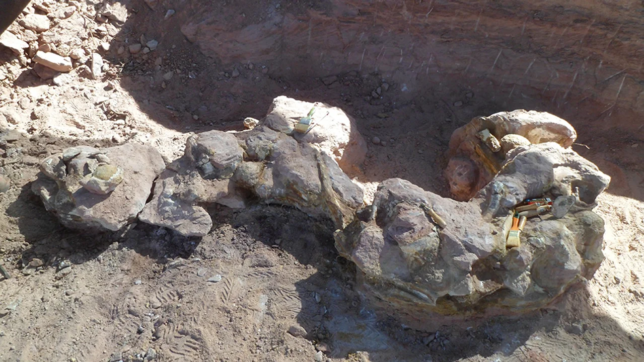 Un dinosaurio de 83 millones de años fue descubierto en Neuquén