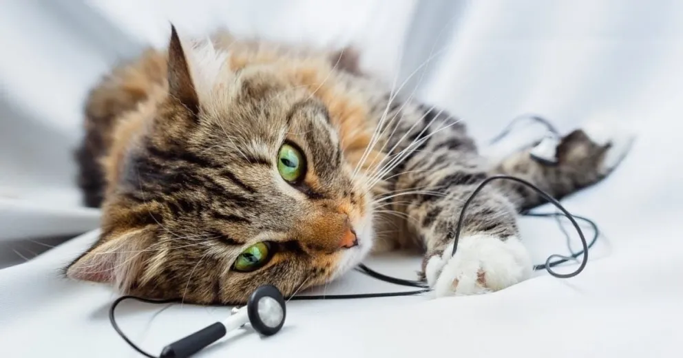 Por qué es bueno ponerle música a tu gato cuando te vas y queda solo