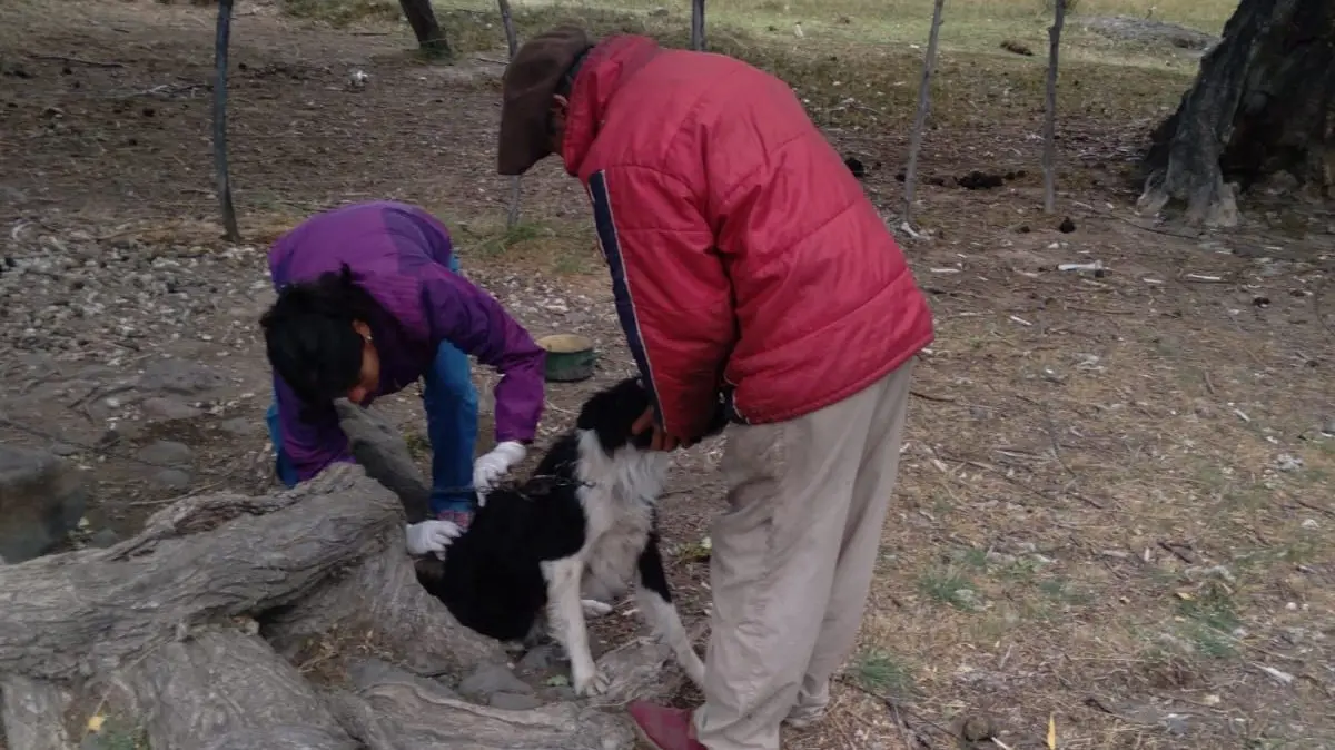 Prevención de envenenamiento en mascotas: cuidados clave y cómo actuar