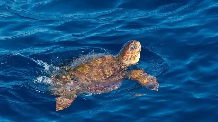 Diana, la tortuga boba que recorrió más de 6.400 kilómetros en una increíble travesía