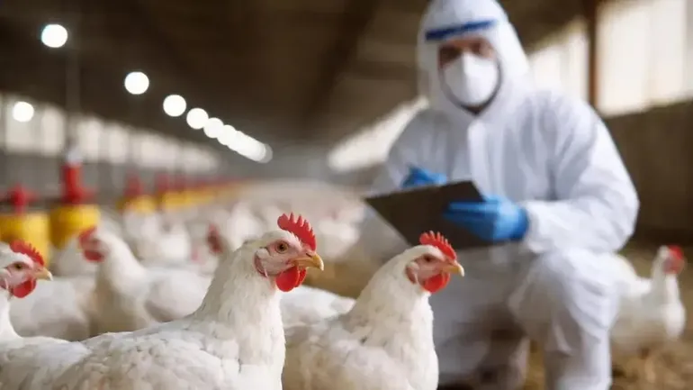 Confirman un caso de gripe aviar en Río Negro y refuerzan controles sanitarios