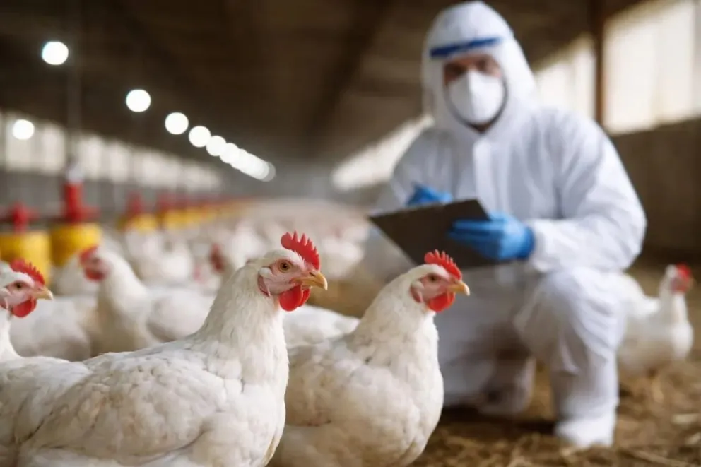 Río Negro activa controles tras el caso de gripe aviar en Cervantes
