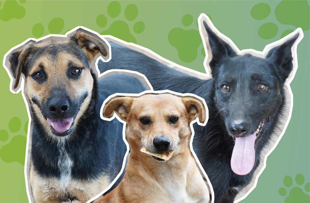 Adopción responsable: la campaña que busca cambiar vidas en Cipolletti