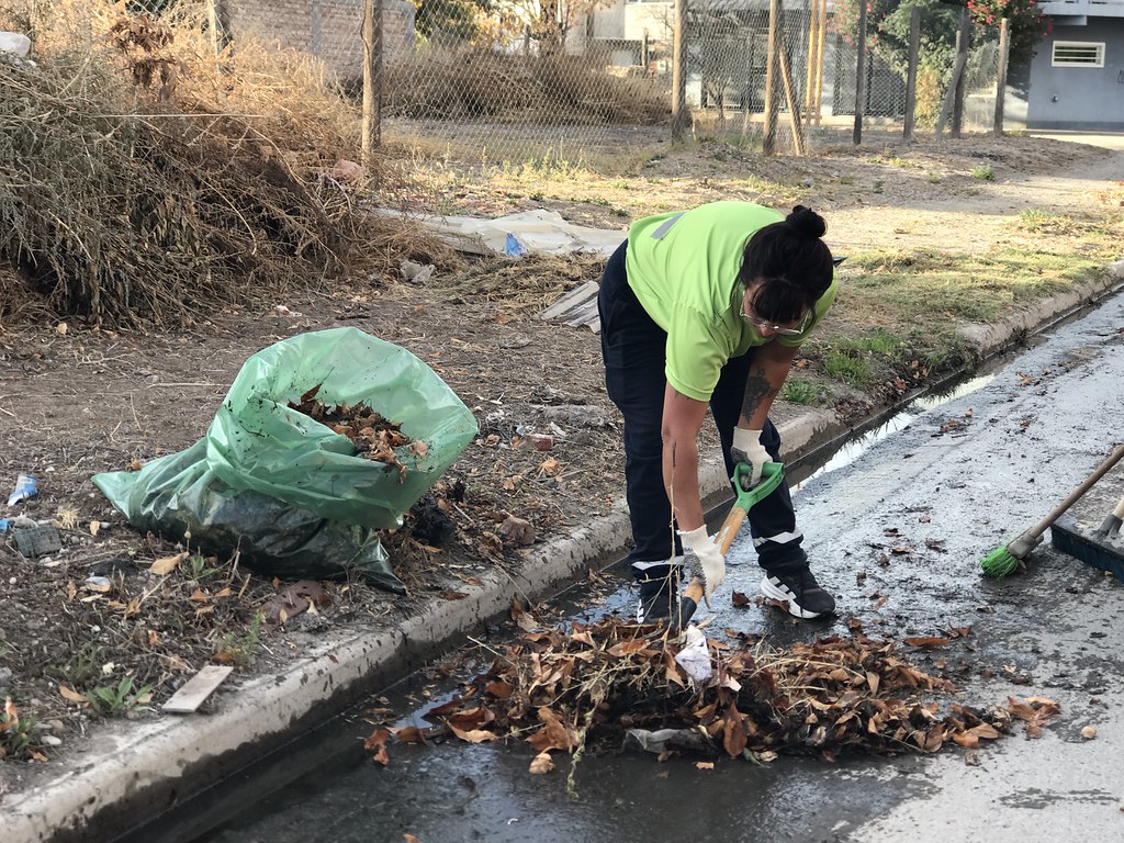 Recolección de hojas en Cipolletti: barrios y cronograma semanal actualizado