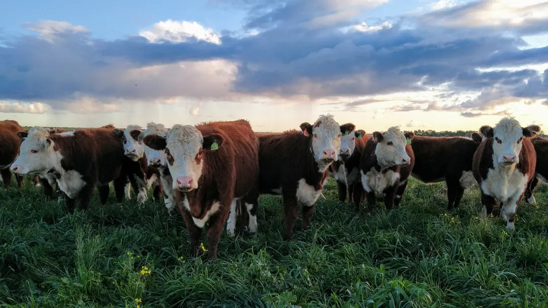 Faena vacuna: Río Negro crece 7% y contrasta la caída nacional