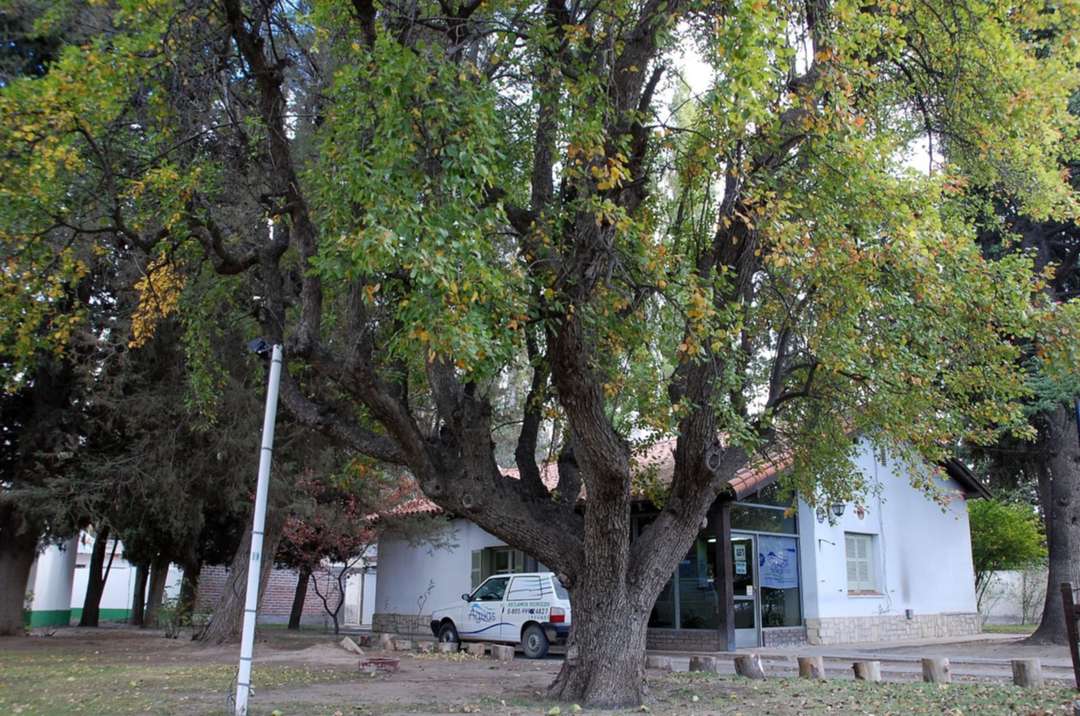 Cipolletti: Osvaldo Soriano tendrá una placa en la casa donde nació “Rosebud”
