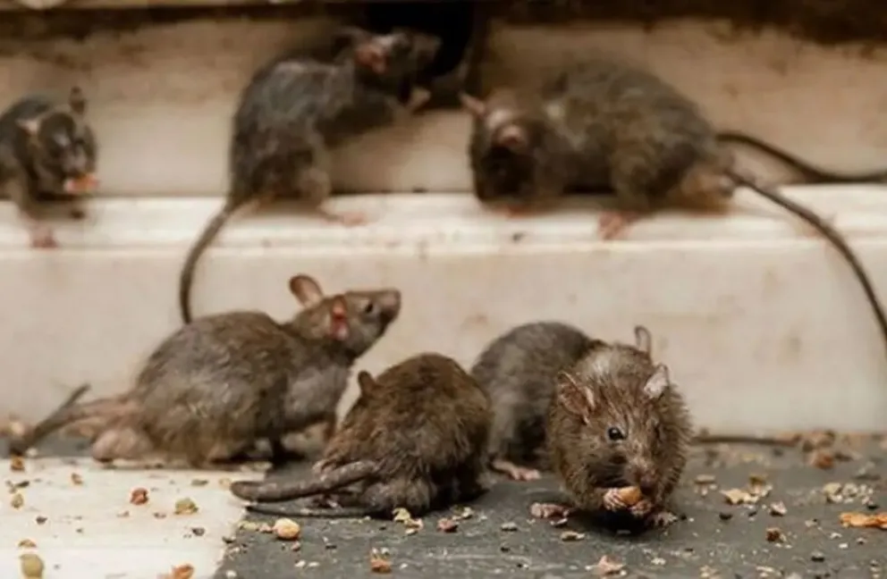 Dos muertes en la cordillera por hantavirus: las recomendaciones para cuidarte
