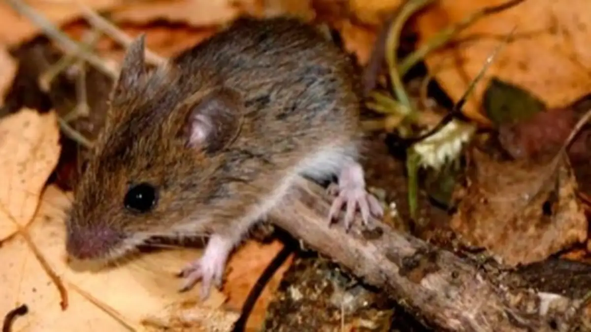 Viajó con el joven que murió por hantavirus y ahora dio positivo: hay 30 personas aisladas