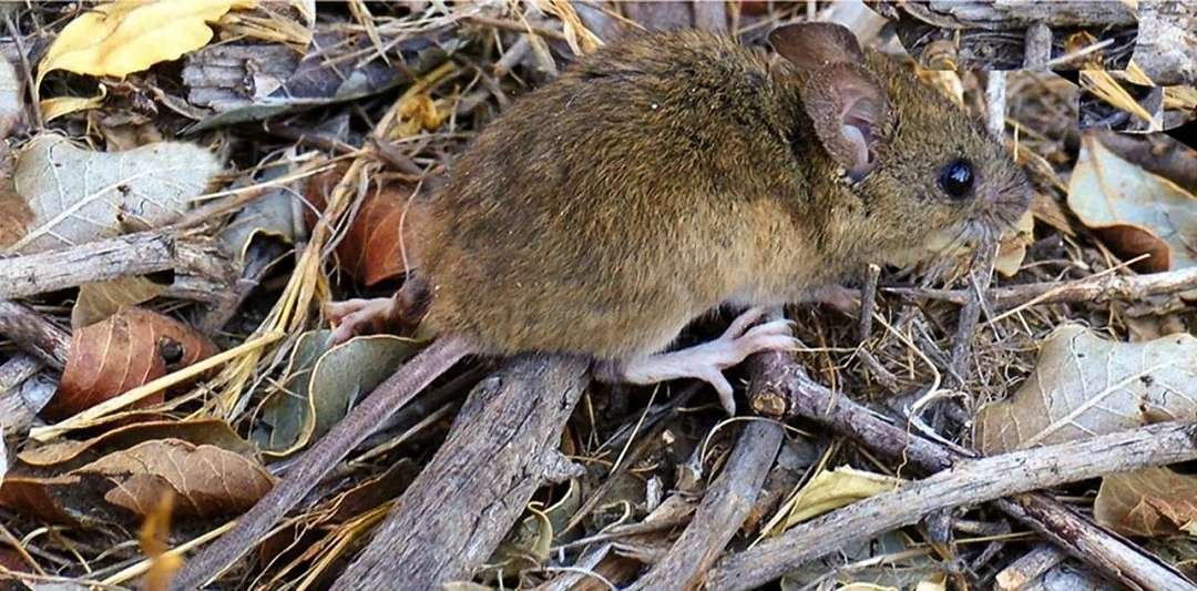 Hantavirus en Chubut: cinco casos confirmados y una cadena de contagios dentro de una familia