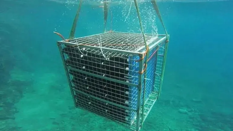 Las Grutas se consolida el proyecto para envejecer vinos bajo el mar
