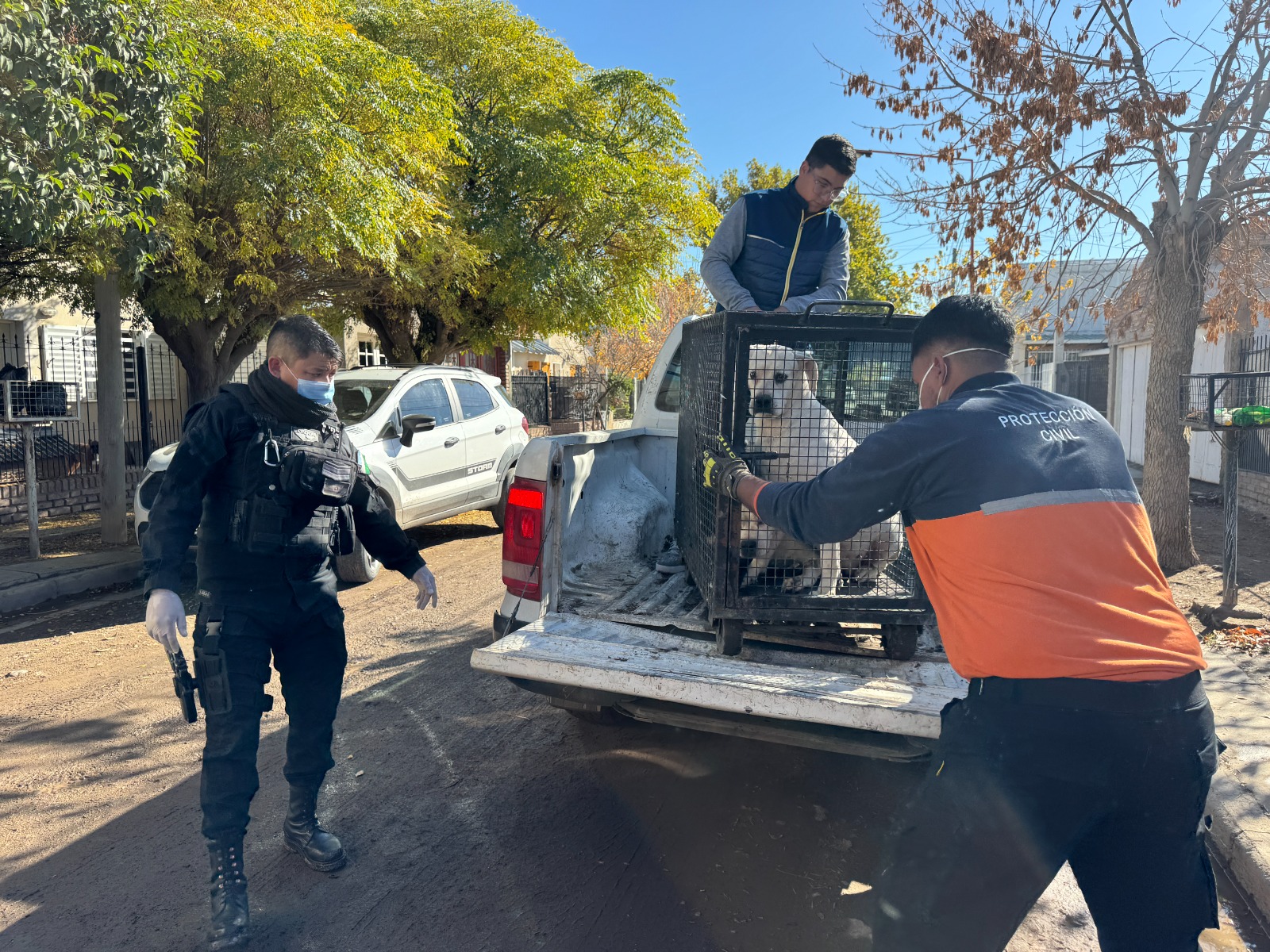 La municipalidad rescató a 30 perros maltratados