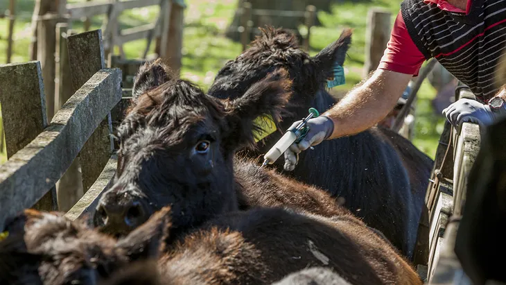 Alarma en Europa: la FAO advierte sobre el "peor brote" de aftosa del siglo