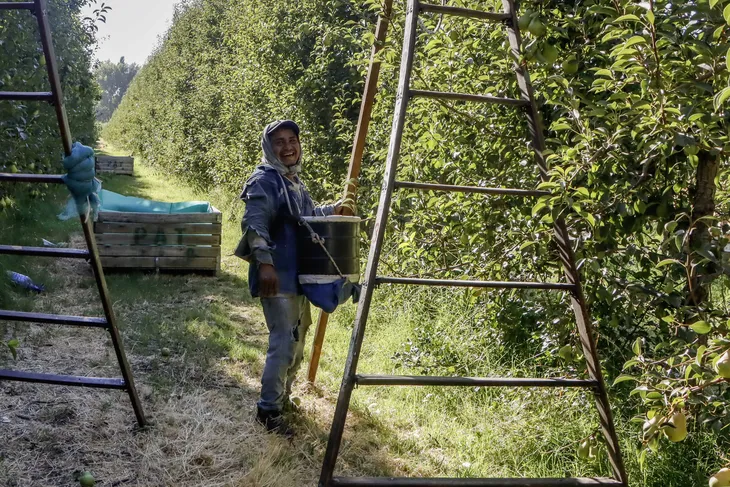 Ayuda financiera para la cosecha de peras y manzanas: $ 3.800 millones asignados