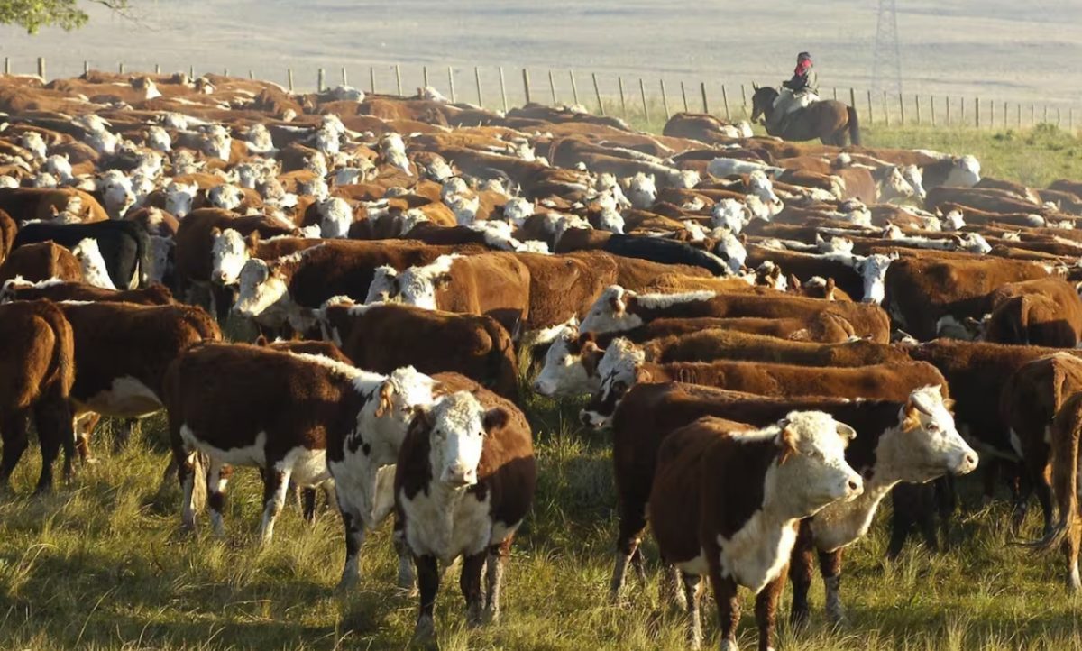 Medida inconsulta de Nación pone en riesgo 20 años de esfuerzo patagónico