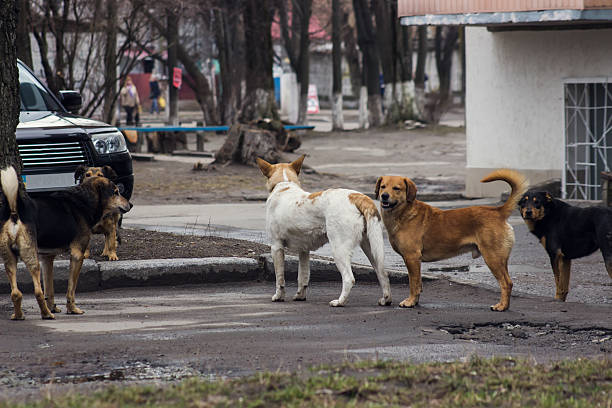 Preocupación por la aparición de al menos 30 perros muertos