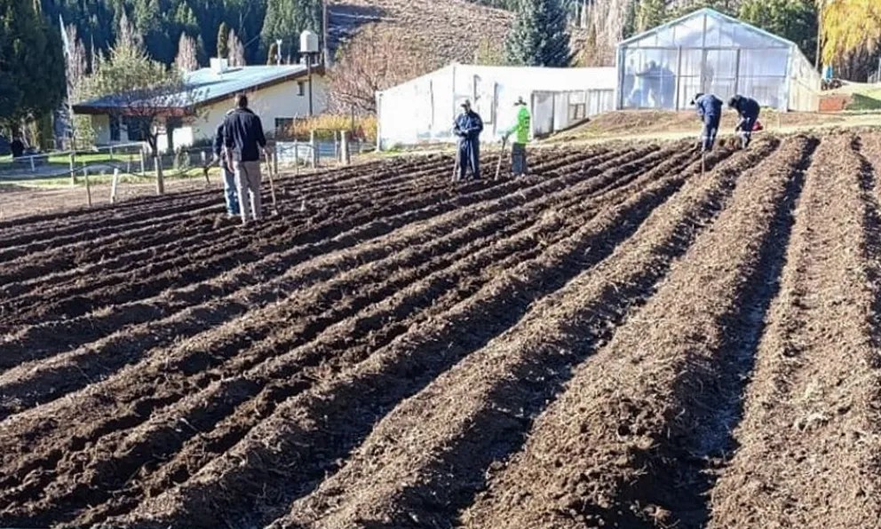 Reactivan el cultivo de tulipanes en el Alto Neuquén