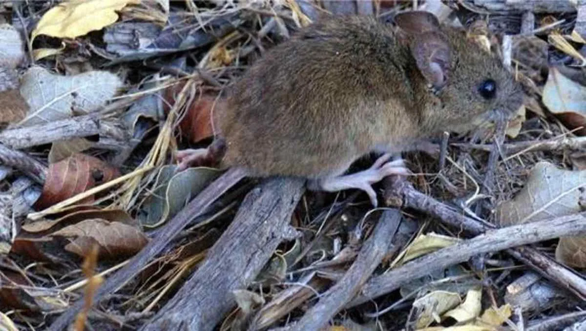 Hantavirus en Río Negro: aislaron a 25 contactos de la mujer muerta por 45 días