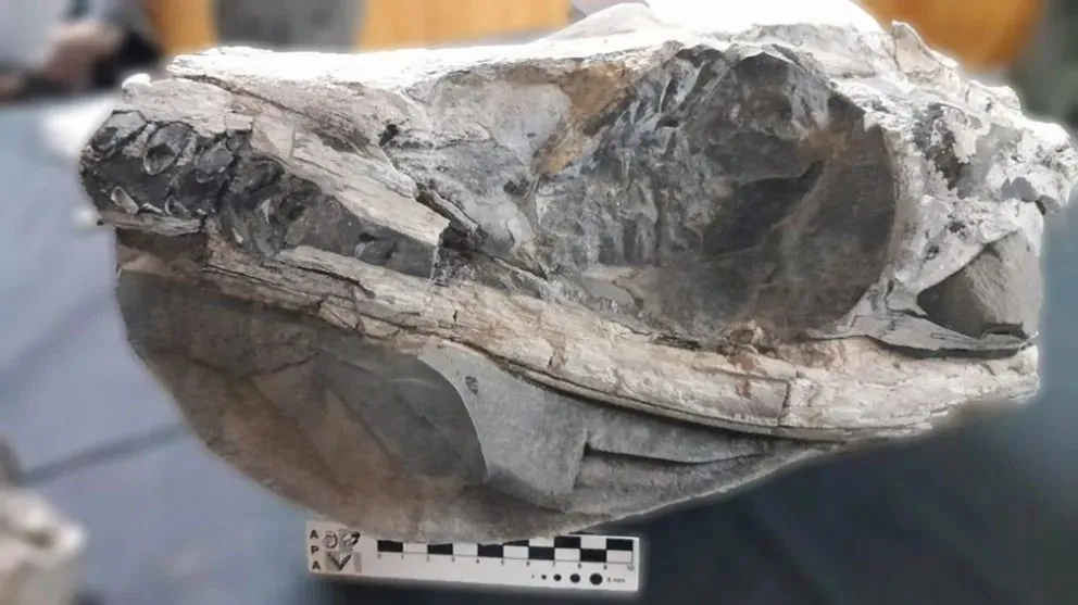 Docentes e investigadores del Alto Valle hallaron el fósil de un cocodrilo marino...